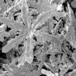 Zinc-gallium snowflake structures created by University of Auckland scientists.