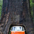 An old VW minivan parked inside a tunnel of a Redwood tree.