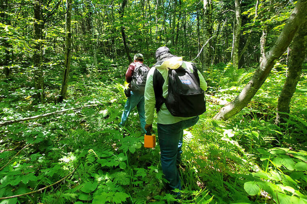University of Maine geologists hike through the forest at Pennington Mountain.