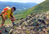 USGS geologist samples a mineralized outcrop on treeless slope in Alaska.