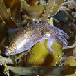 A Pacific Bobtail squid off the coast of New Zealand.