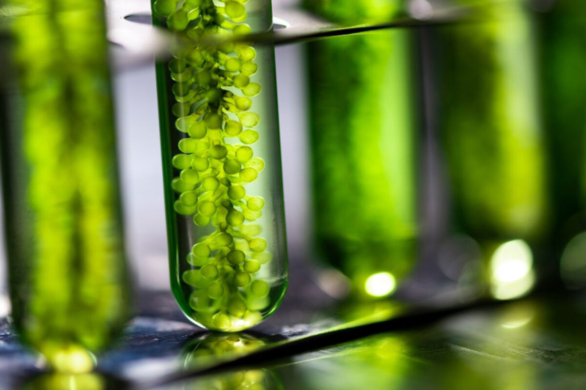 Vials%20of%20plants%2C%20studied%20for%20their%20uses%20in%20future%20green%20technologies%2E
