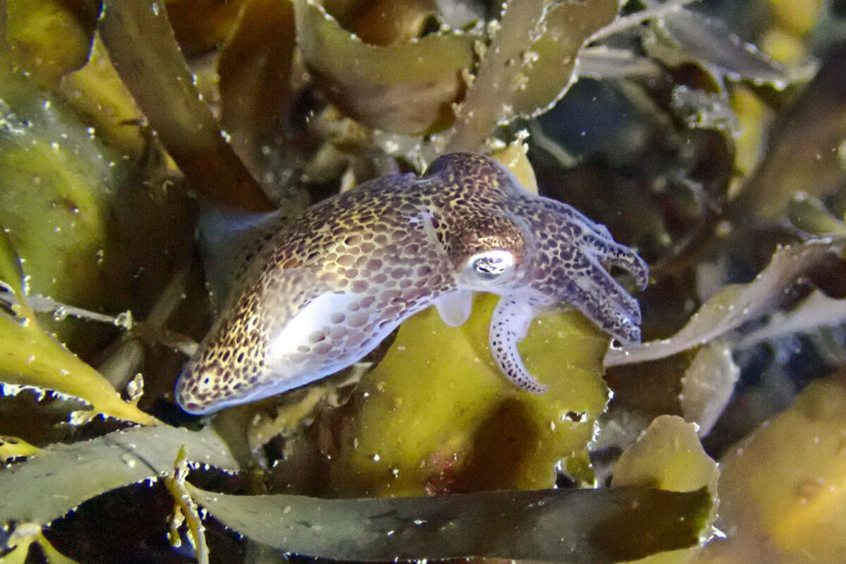 A%20Pacific%20Bobtail%20squid%20off%20the%20coast%20of%20New%20Zealand%2E