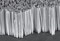 Microscopic picture of gallium nitride nanopillars on a silicon sheet.