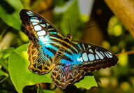 Closeup of a Clipper Butterfly with blue, purple, and yellow coloring.